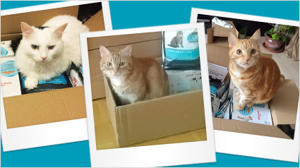 Katzen in Kisten im ROYAL CANIN Urinary Care Projekt