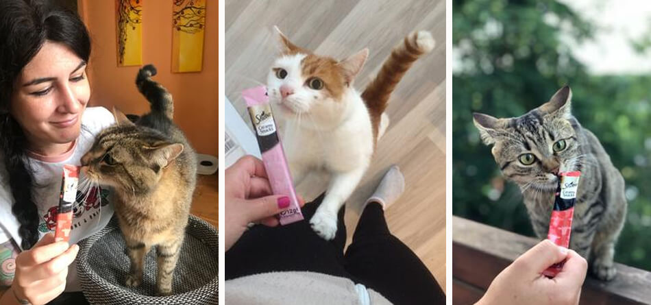 Sheba Creamy Snacks: Ob aus der Packung oder ...