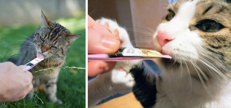 Mehr gemeinsame Momente mit Sheba Creamy Snacks.