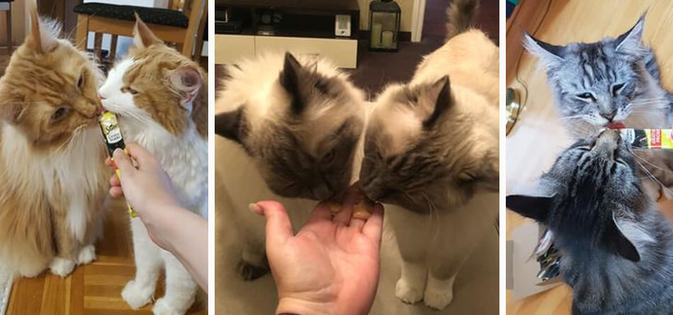 Sheba Creamy Snacks: Zu zweit genießt es sich noch besser.