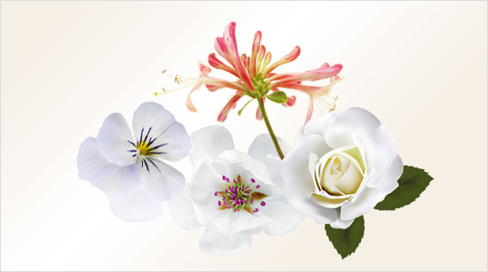 Die Herznote von WOMAN offenbart den eigentlichen Charakter des neuen Duftes. Er ist einem weißen Blumenbouquet mit sanften Magnolien nachempfunden.