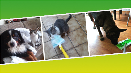 So pflegt Ihr das Fell Eures Vierbeiners.