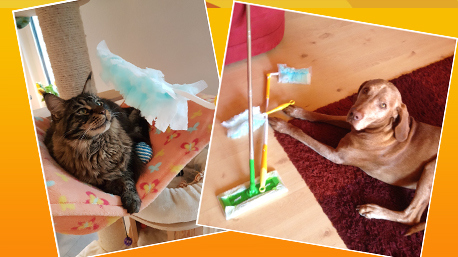 Mit dem Swiffer XXL Staubmagnet sind herumliegende Tierhaare Geschichte, ...