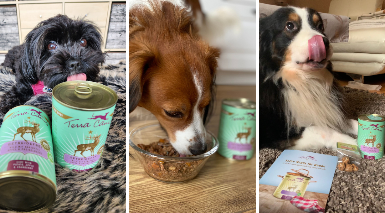 Der erste Eindruck von Terra Canis