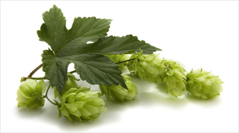 … seine natürliche Trübung leuchtet es bronzefarben, hat einen vollmundigen, malzigen Geschmack und ein dezentes Hopfenaroma. In …