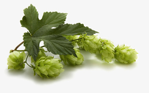 Hopfen und Malz aus der Region.