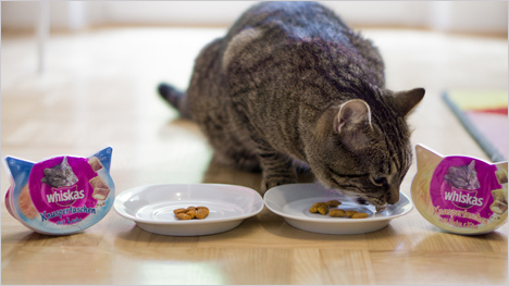 Welche Sorte gewinnt das Rennen ... Lachs oder doch Huhn & Käse?