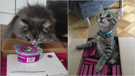 Oh, die Whiskas Knuspertaschen sind da - seht seht.