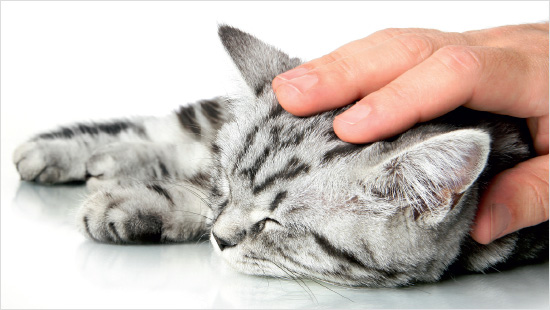 Die Katzensnacks eignen sich für kleine Spiele und können das Wohlbefinden unserer Vierbeiner beim gemeinsamen Schmusen noch steigern.