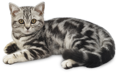 Whiskas Knuspertaschen