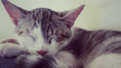 adopción-animal-jpg