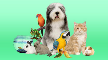 trnd-marketing-participativo-animales