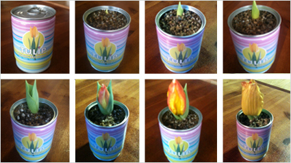 trnd-word-of-mouth-marketing-tulipan1-jpg