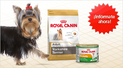 Nuevo Proyecto Royal Canin Yorkshire