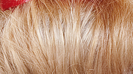 Nuevo Proyecto en trnd