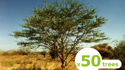 Tree-Nation Acacia blog trnd