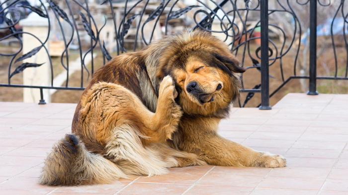Riesgos de no usar pipeta