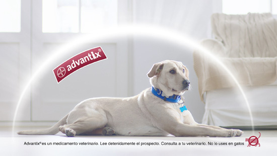 … que protegen a nuestros perros contra la leishmaniosis y otros parásitos…