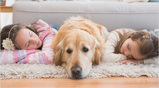 … incluso los causados por los animales, para ofrecernos un hogar fresco y aromatizado. 