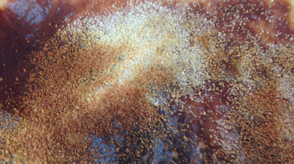 Lasaña-de-pollo-y-setas-jpeg