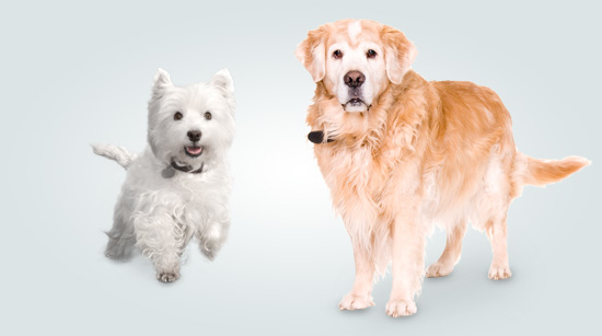 … que aportan una mezcla perfecta para una dieta completa y equilibrada para perros de todos los tamaños.