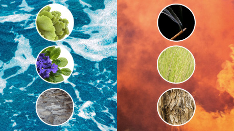 Las notas aromáticas de ck2