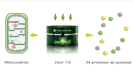Mitocondrias_generan_energía_producen_proteínas_de_juventud