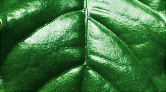 ...que combina las 7 mejores plantas de eficacia anti-edad (reconocidas por 9 patentes) para favorecer que las células produzcan la energía necesaria para la juventud de la piel.