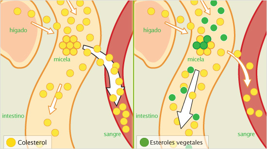… gracias a su composición a partir de esteroles vegetales, unos extractos que bloquean la absorción del colesterol “malo” hacia el flujo sanguíneo.