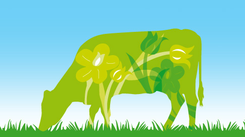 … el ganado se alimenta con semillas de lino y hierba joven de primavera, que tiene una composición ideal gracias a su alto porcentaje en lípidos, principalmente del tipo omega-3 y omega-6, que previenen las enfermedades cardiovasculares.