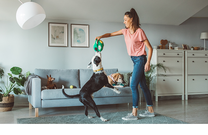 Juegas con tu perro cada día.