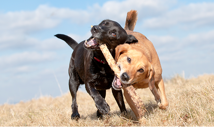 Te gusta y le animas a que socialice con otros perros.