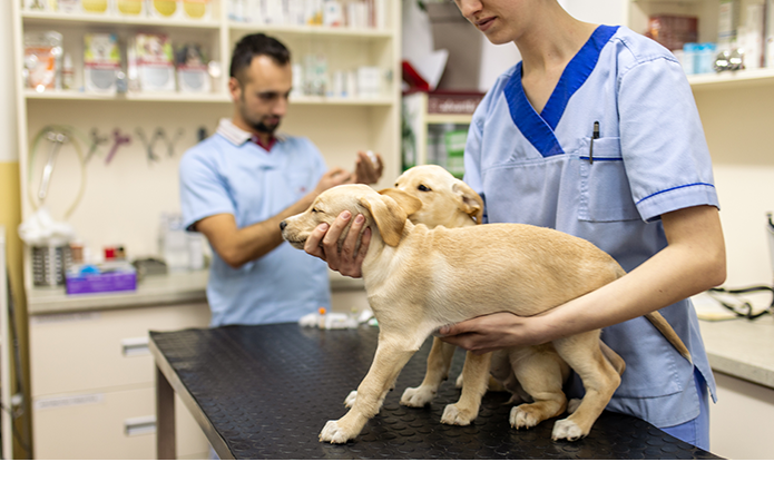 Lo llevas al veterinario y te preocupas por su salud.
