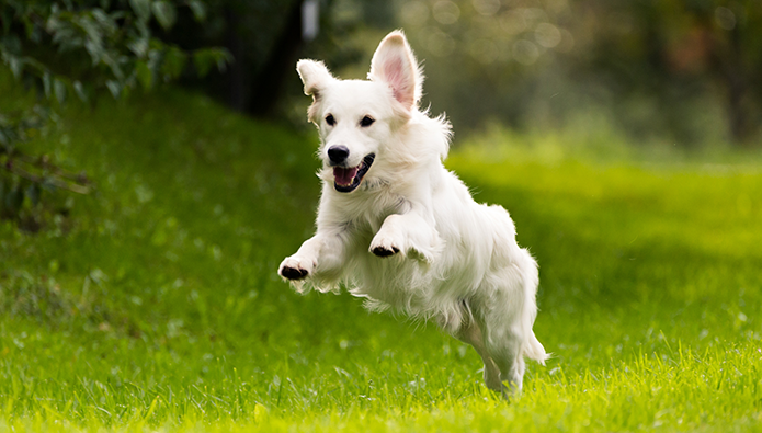 Educación sobre la Leishmaniosis