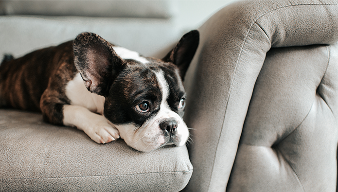 Mi perro tiene Leishmaniosis, ¿ahora qué?