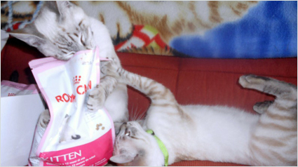 trnd_marketing_participativo_beneficios_royal_canin_kitten