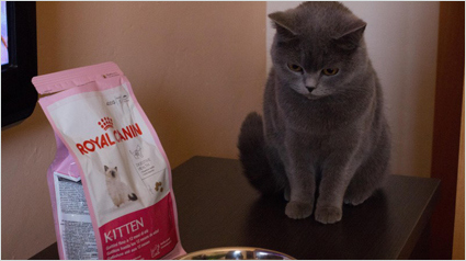 trnd_marketing_participativo_opinion_royal_canin_kitten