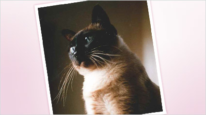 trnd_marketing_colaborativo_gata_vetarana_luna