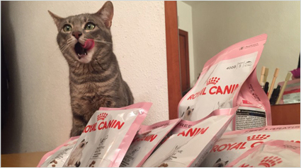 trnd_marketing_participativo_primera_opinion_royal_canin_kitten