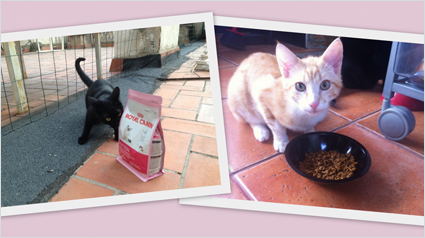 trnd_marketing_participativo_carcteristicas_royal_canin_kitten