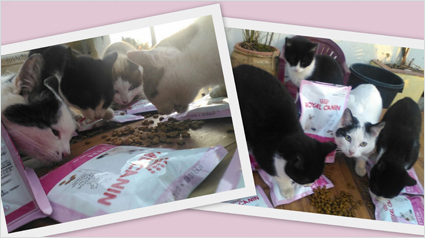 trnd_marketing_participativo_merienda_royal_canin_kitten