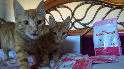 trnd_marketing_participativo_gatito_descubriendo_royal_canin_kitten