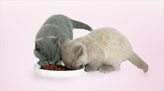 Su combinación exclusiva de nutrientes, cuida la salud digestiva de los gatitos, mejora la calidad de las heces, refuerza las defensas naturales y ayuda a un crecimiento óptimo.