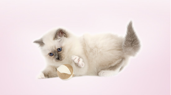 … de venta exclusiva en tiendas especializadas en mascotas, como todos los productos de la marca.