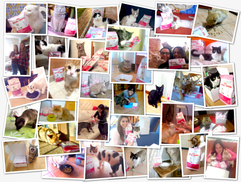collage-royal-canin-kitten