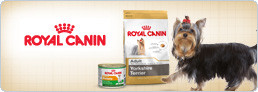 Blog Royal Canin Yorkshire Terrier
