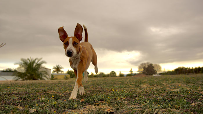 ¡Qué guau-nas de empezar!