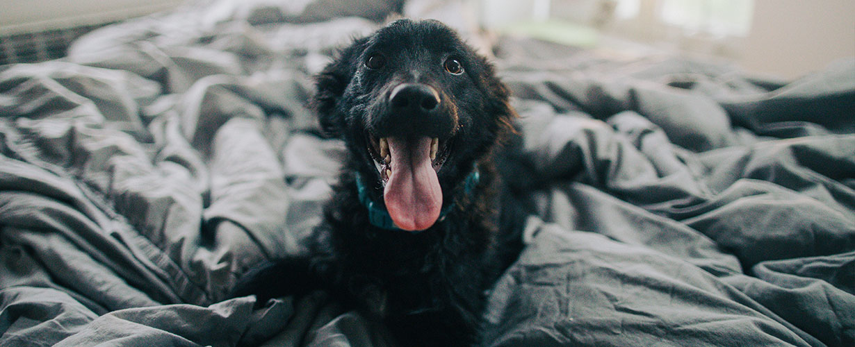 Nuestras mascotas están en contacto directo con muchos textiles…