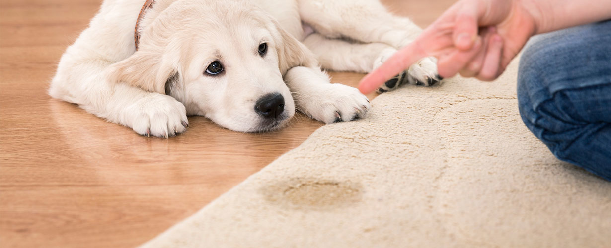 … y los malos olores, como la orina, quedan impregnados en esos tejidos. 