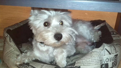 testimonio Scalibor trndiana Eliz29